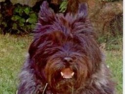 cairn_terrier_20211129_1046556147